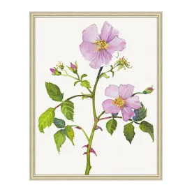 Wild Rose 1